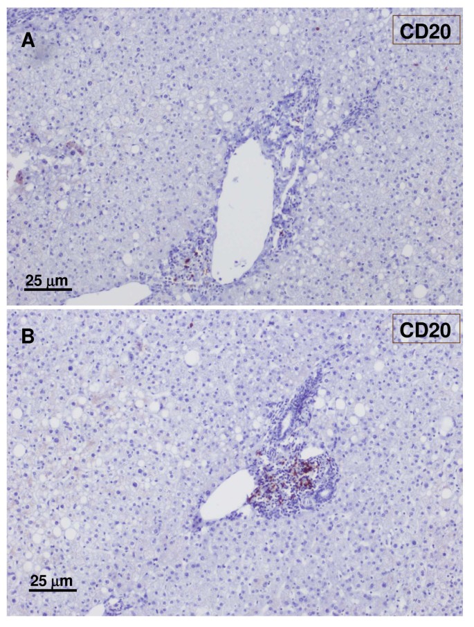 figure 25