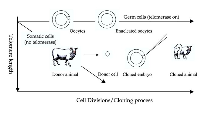 Will cloned animals suffer premature aging – The story at the end of clones'  chromosomes | Reproductive Biology and Endocrinology | Full Text