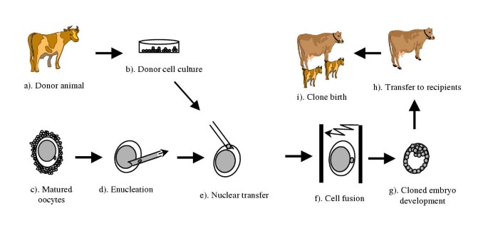 Cloning animals by somatic cell nuclear transfer – biological factors |  Reproductive Biology and Endocrinology | Full Text