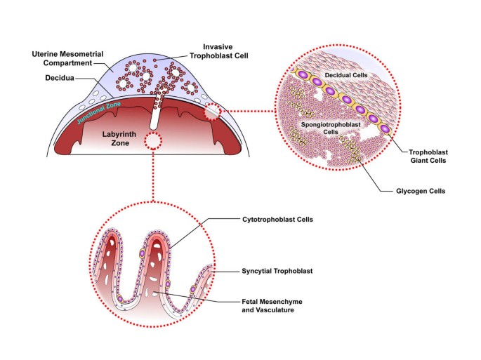 Relationships between homeoprotein EGAM1C and the expression of the  placental prolactin gene family in mouse placentae and trophoblast stem  cells in: Reproduction Volume 141 Issue 2 (2011)