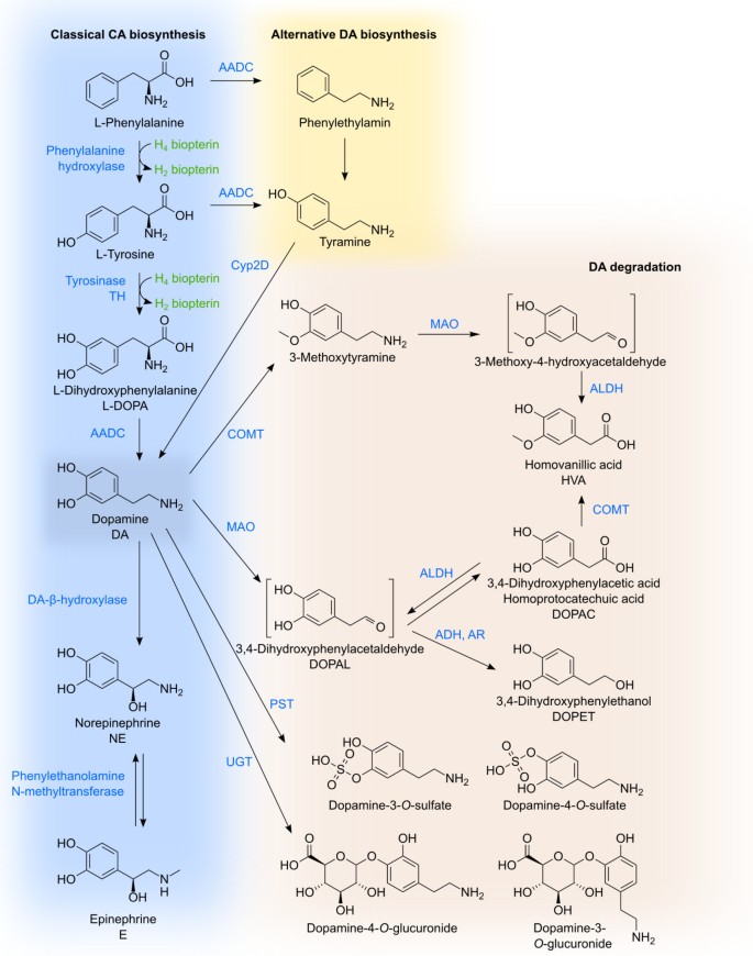 photo Dopamine Detox Pdf complexity of dopamine metabolism