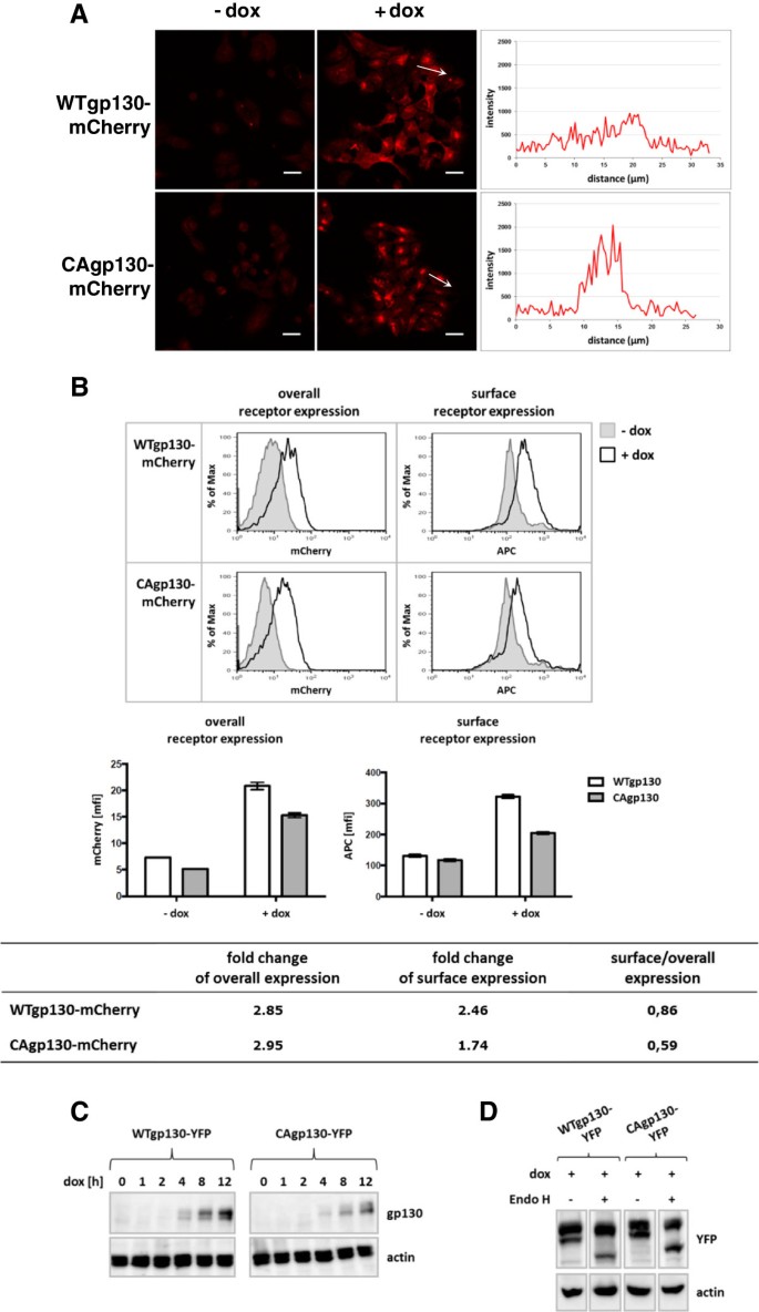 Intracellular signaling prevents effective blockade of oncogenic gp130  mutants by neutralizing antibodies | Cell Communication and Signaling |  Full Text