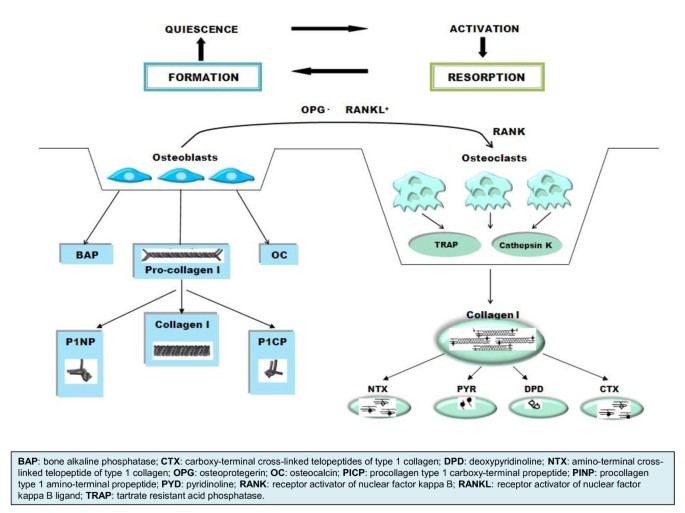 The clinical utility of bone marker measurements in osteoporosis | Journal  of Translational Medicine | Full Text