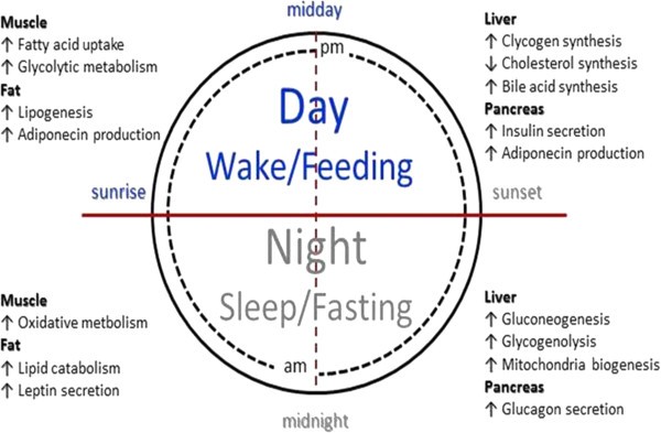 Time Restricted Feeding And The Realignment Of Biological - 