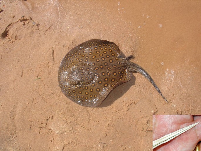 PDF) A systematic revision of the South American freshwater stingrays  (Chondrichthyes: Potamotrygonidae)