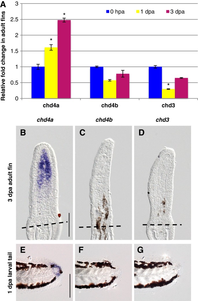 Recent advancements in understanding fin regeneration in zebrafish -  Sehring - 2020 - WIREs Developmental Biology - Wiley Online Library