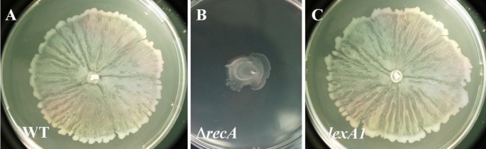 proteus mirabilis swarming motility