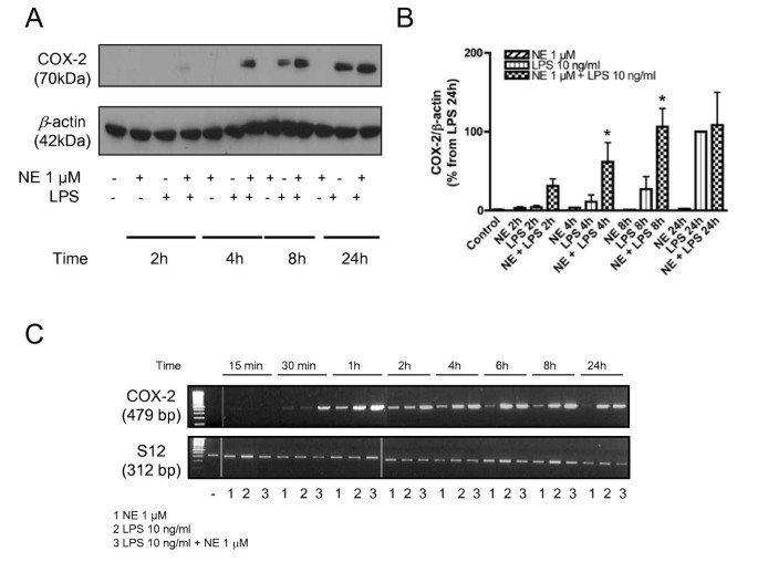 Norepinephrine enhances the LPS-induced expression of COX-2 and secretion  of PGE2 in primary rat microglia | Journal of Neuroinflammation | Full Text