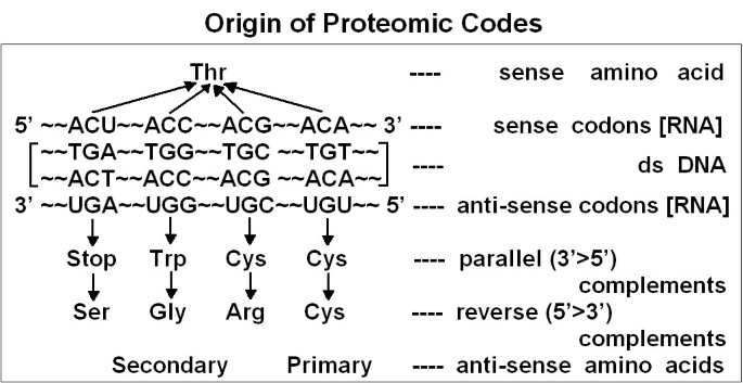 The Proteomic Code: A Molecular Recognition Code For Proteins | Theoretical  Biology And Medical Modelling | Full Text The Proteomic Code: A Molecular Recognition Code For Proteins | Theoretical  Biology And Medical Modelling | Full Text