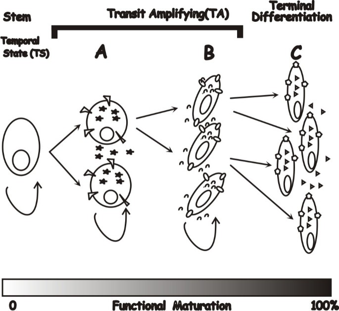 The Peter Pan Paradigm Theoretical Biology And Medical Modelling Full Text
