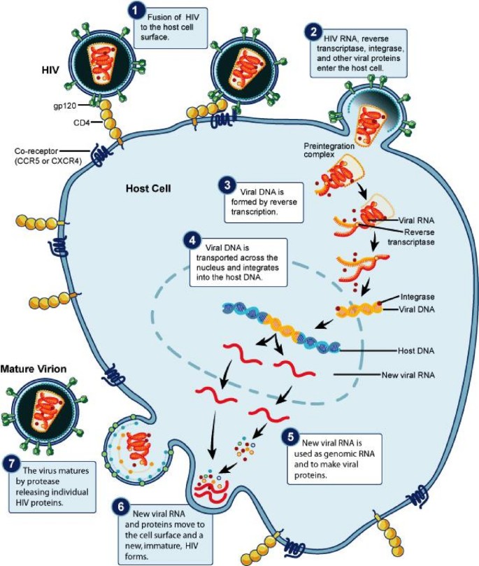 On the general theory of the origins of retroviruses | Theoretical Biology and Medical Modelling | Full Text On the general theory of the origins of retroviruses | Theoretical Biology and Medical Modelling | Full Text