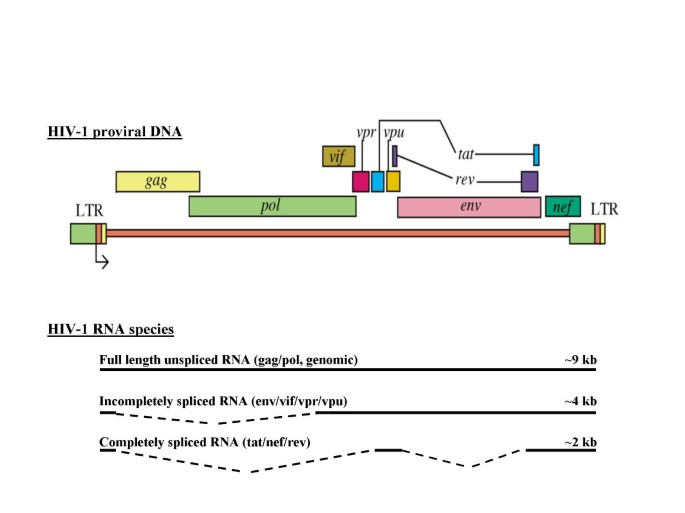 Molecular strategies to inhibit HIV-1 replication | Retrovirology | Full  Text