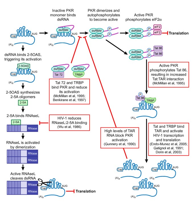 Reverse Transcriptase of Moloney Murine Leukemia Virus Binds to Eukaryotic  Release Factor 1 to Modulate Suppression of Translational Termination: Cell