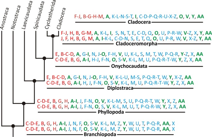 Unraveling The Origin Of Cladocera By Identifying Heterochrony In The Developmental Sequences Of Branchiopoda Frontiers In Zoology Full Text