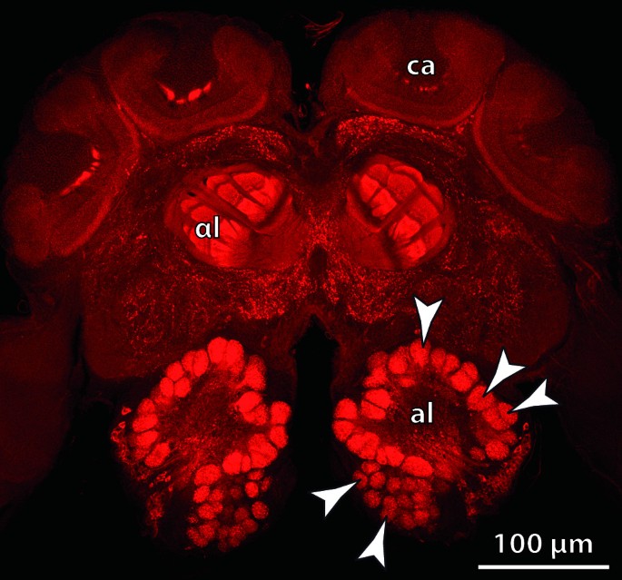 figure 22