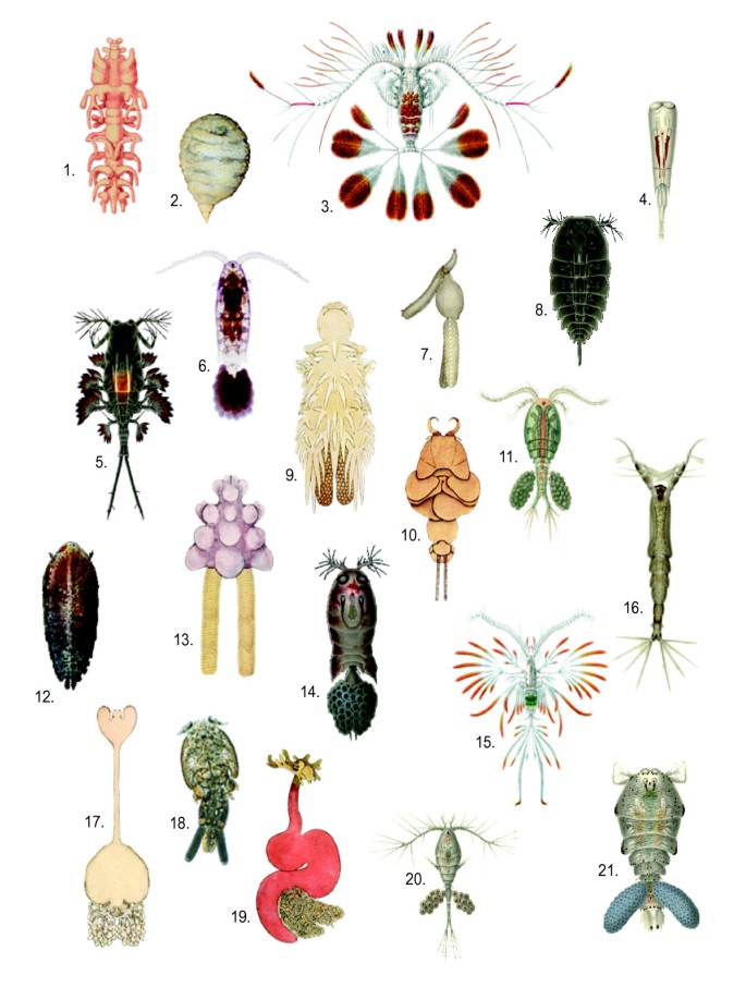 Pelagic copepod diversity (Crustacea: Copepoda) in the Southern Caribbean:  evidence of a pending assignment - Revista Mexicana de Biodiversidad