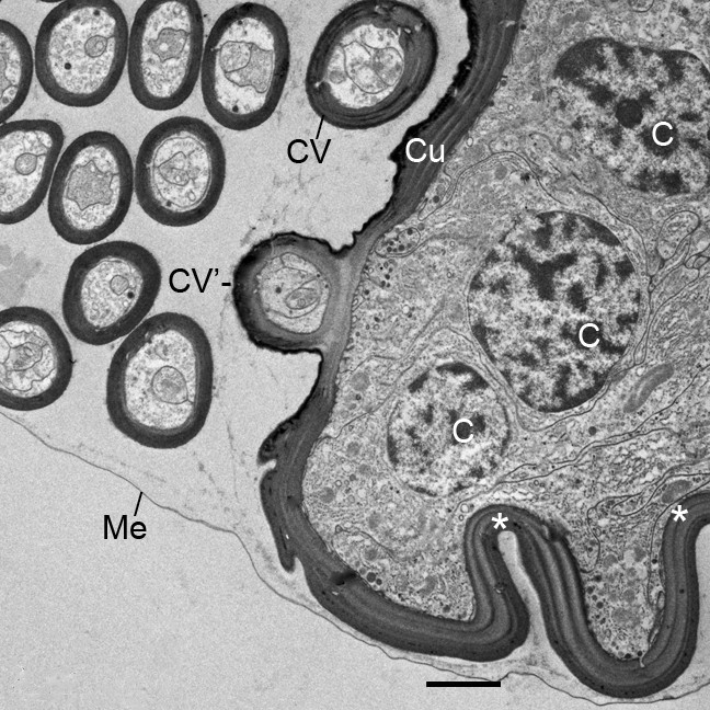 figure 15