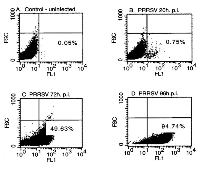 Porcine Reproductive And Respiratory Syndrome Virus Prrsv Infection Spreads By Cell To Cell Transfer In Cultured Marc 145 Cells Is Dependent On An Intact Cytoskeleton And Is Suppressed By Drug Targeting Of Cell Permissiveness To Virus