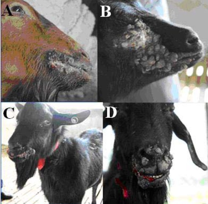 Diagnosis and phylogenetic analysis of Orf virus from goats in China: a  case report | Virology Journal | Full Text