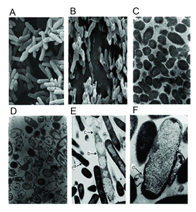 Enhancement Of Bacteriolysis Of Shuffled Phage Phix174 Gene E Springerlink