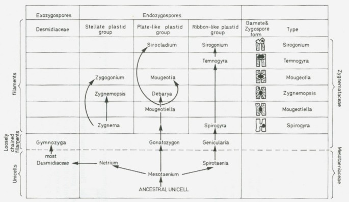 figure 25