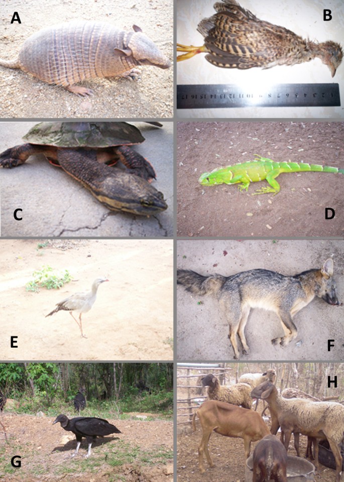 Medicinal animals used in ethnoveterinary practices of the 'Cariri  Paraibano', NE Brazil | Journal of Ethnobiology and Ethnomedicine | Full  Text