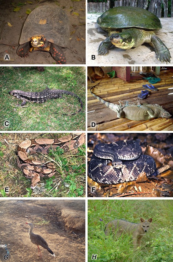 The faunal drugstore: Animal-based remedies used in traditional medicines in Latin America | Journal of Ethnobiology and Ethnomedicine | Full Text The faunal drugstore: Animal-based remedies used in traditional medicines in Latin America | Journal of Ethnobiology and Ethnomedicine | Full Text