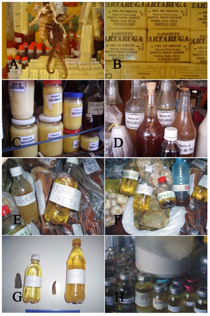 The faunal drugstore: Animal-based remedies used in traditional medicines  in Latin America | Journal of Ethnobiology and Ethnomedicine | Full Text