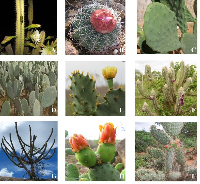Use and knowledge of Cactaceae in Northeastern Brazil | Journal of Ethnobiology and Ethnomedicine | Full Text