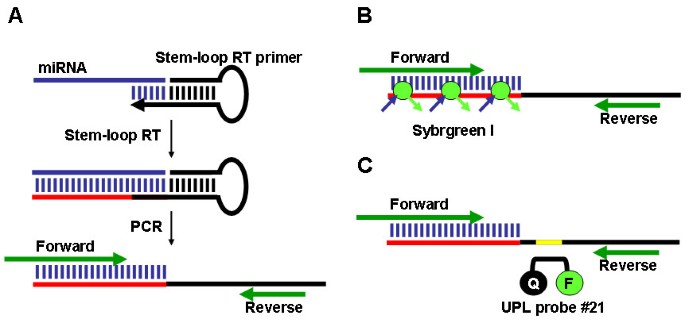 Protocol: a highly sensitive RT-PCR method for detection and quantification  of microRNAs | Plant Methods | Full Text