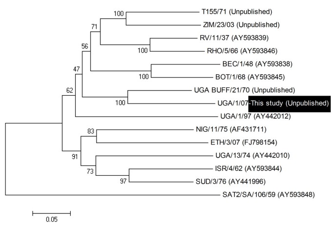 The role of African buffalos ( syncerus caffer ) in the maintenance of  foot-and-mouth disease in Uganda | BMC Veterinary Research | Full Text