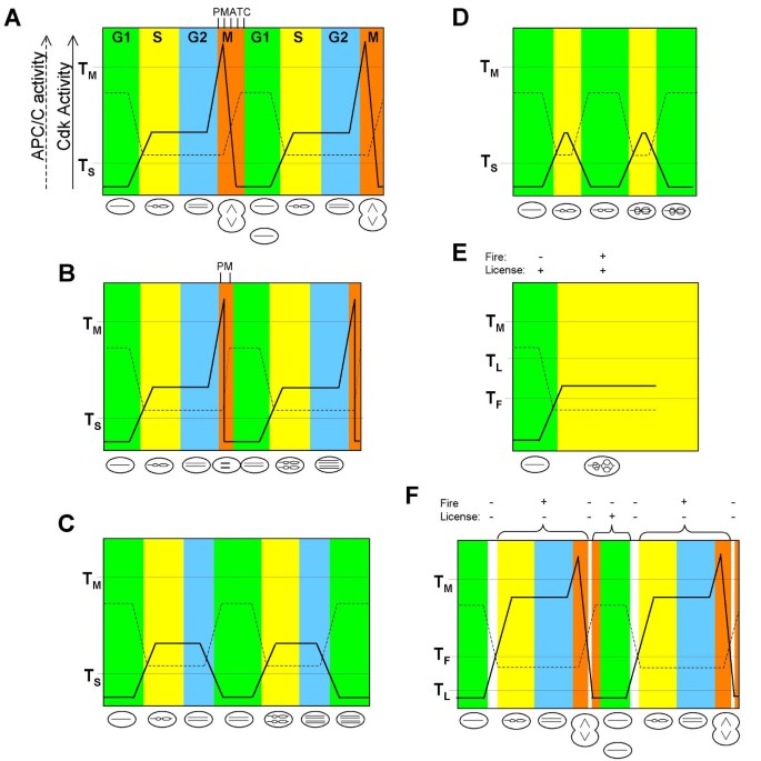 Preventing DNA over-replication: a Cdk perspective | Cell Division | Full  Text