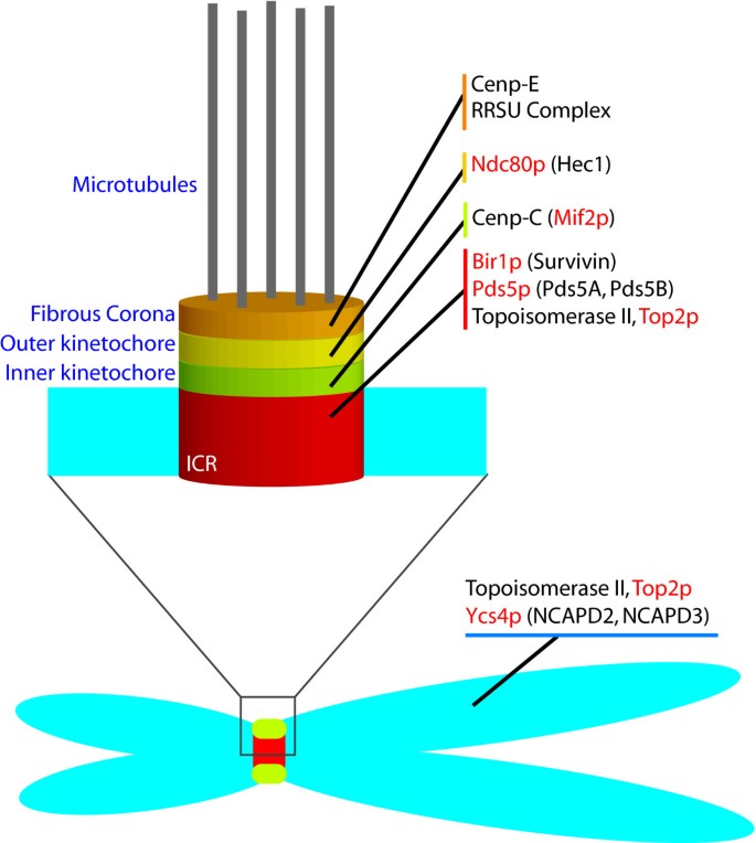 Purification of bulk SUMO conjugates from yeast. A, schematic of the