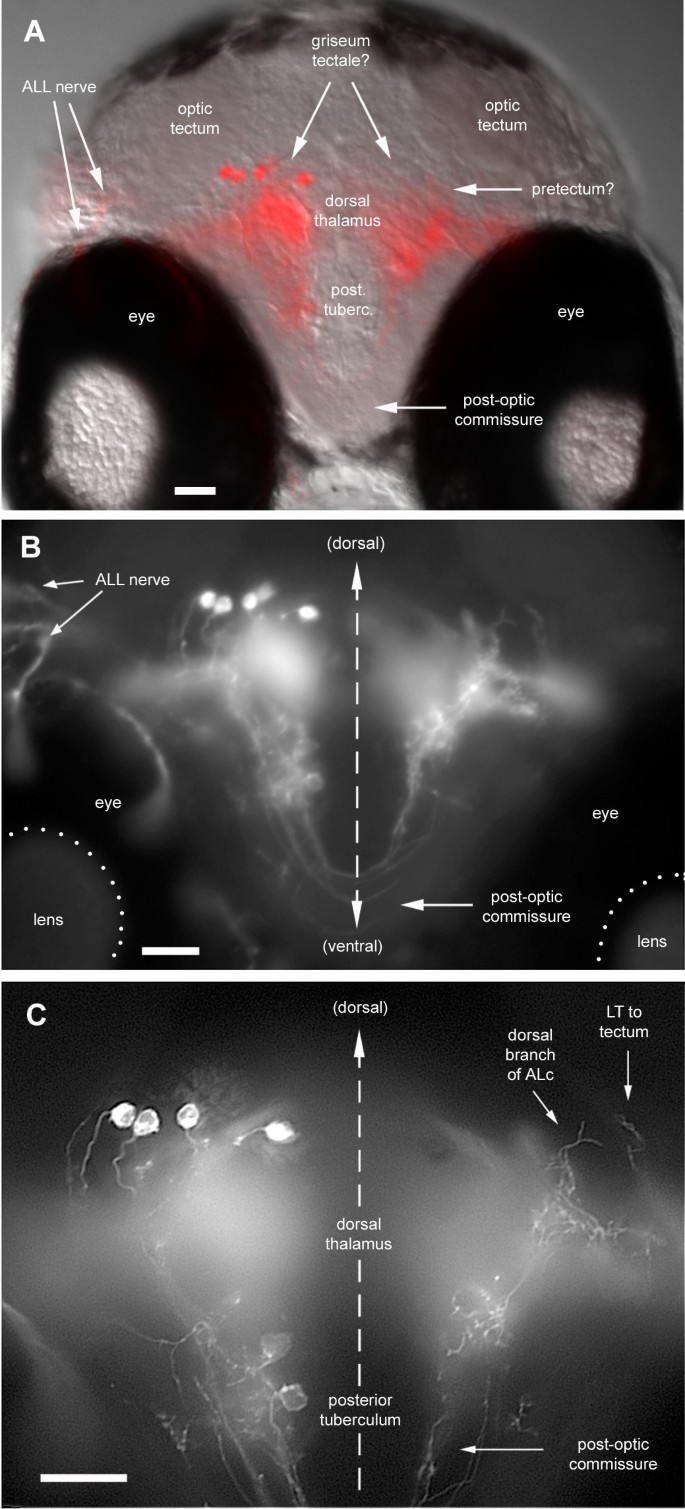 figure 16