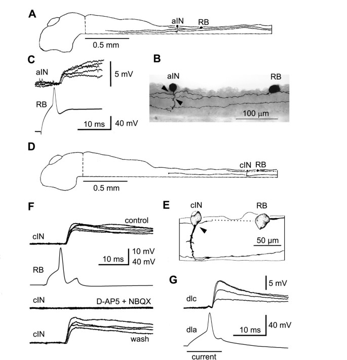 Axon And Dendrite Geography Predict The Specificity Of Synaptic Connections In A Functioning Spinal Cord Network Neural Development Full Text