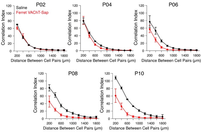 Eye-specific retinogeniculate segregation proceeds normally following  disruption of patterned spontaneous retinal activity | Neural Development |  Full Text