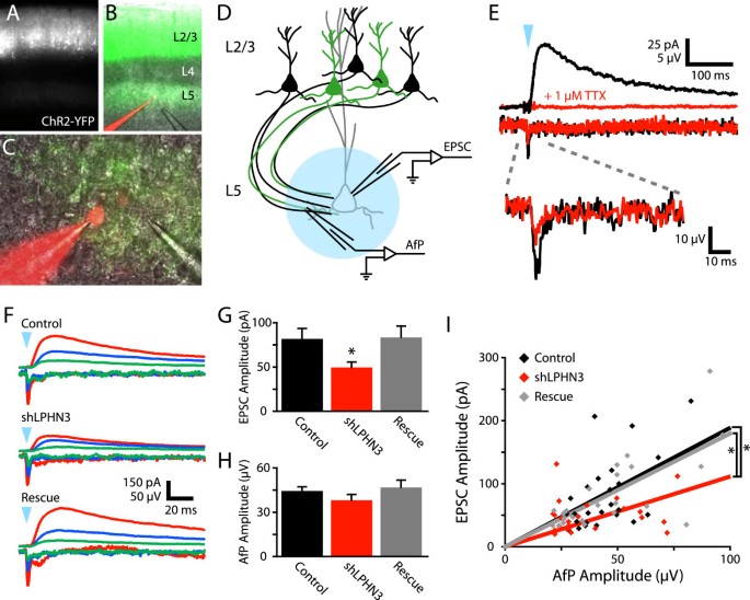 Lphn3 A Presynaptic Adhesion Gpcr Implicated In Adhd Regulates The Strength Of Neocortical Layer 2 3 Synaptic Input To Layer 5 Neural Development Full Text