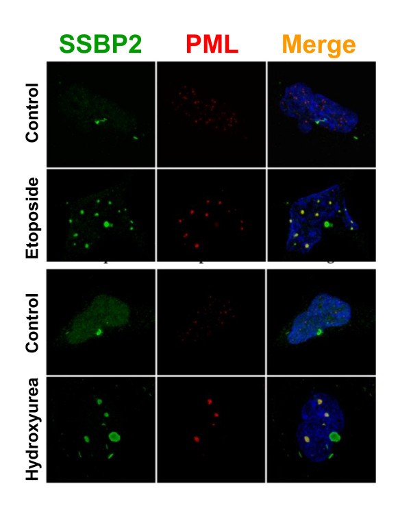 figure 2_55