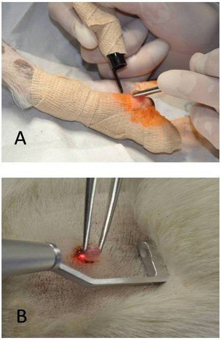 The carbon dioxide laser: an alternative surgery technique for the  treatment of common cutaneous tumors in dogs | Acta Veterinaria  Scandinavica | Full Text