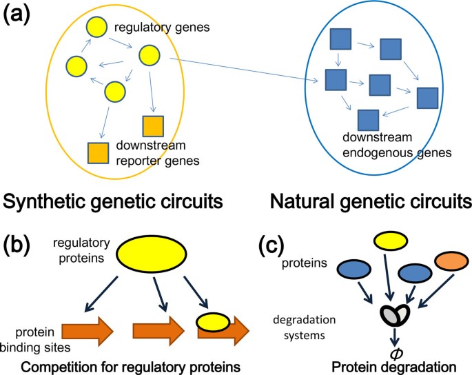 effects of downstream genes on synthetic genetic circuits reporter genes