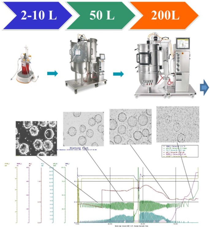 Veterinary vaccine production using bioreactors: scale up study from laboratory and pd up to commercial production | BMC Proceedings | Full Text Veterinary vaccine production using bioreactors: scale up study from laboratory and pd up to commercial production | BMC Proceedings | Full Text