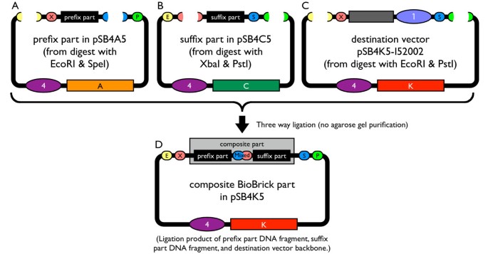 engineering biobrick vectors from