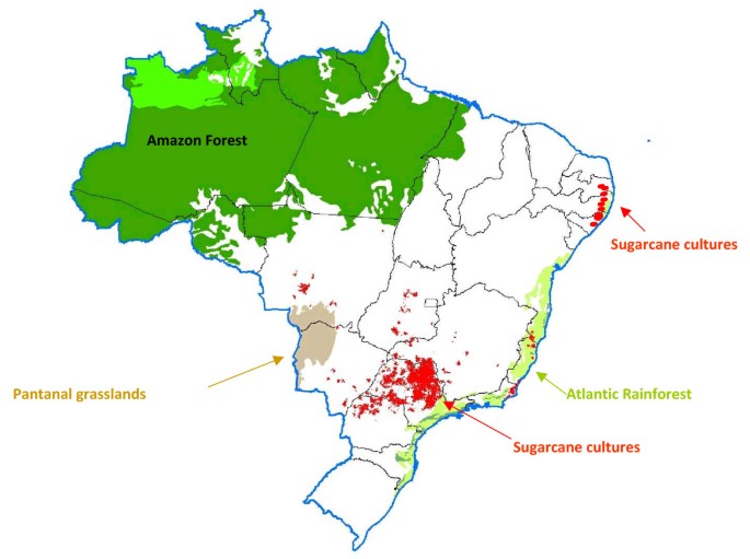 Какое биотопливо в основном используется в Бразилии