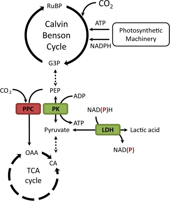 Exploring Metabolic Engineering Design Principles For The Photosynthetic Production Of Lactic Acid By Synechocystis Sp Pcc6803 Biotechnology For Biofuels Full Text