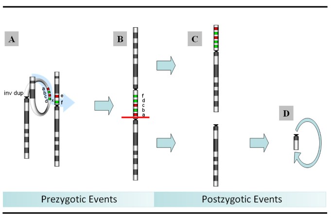 Mosaicism for r(X) and der(X)del(X)(p11.23)dup(X)(p11.21p11.22) provides  insight into the possible mechanism of rearrangement | Molecular  Cytogenetics | Full Text