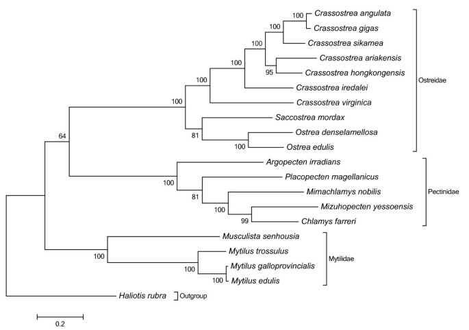 case study 2.0 oysters (family ostreidae) figure 3