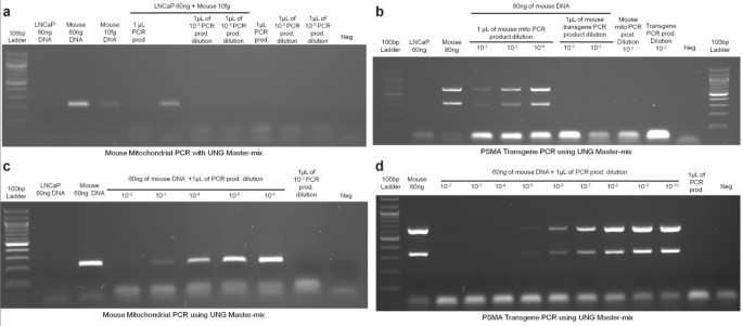 False negative results from using common PCR reagents | BMC Research Notes  | Full Text