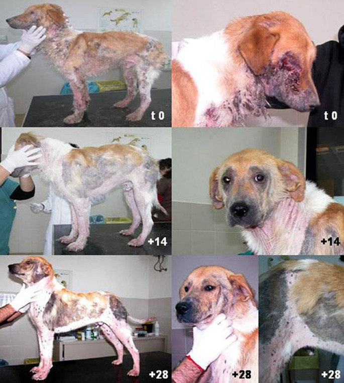 malassezia dog treatment