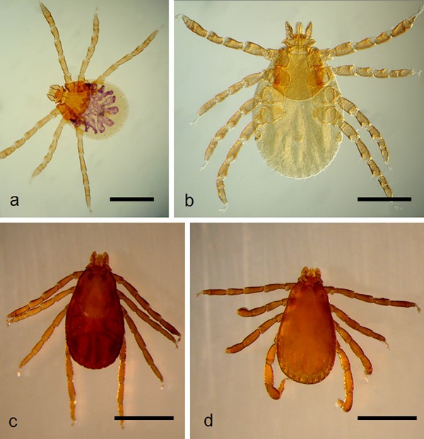 Biology and ecology of the brown dog tick, Rhipicephalus sanguineus |  Parasites & Vectors | Full Text