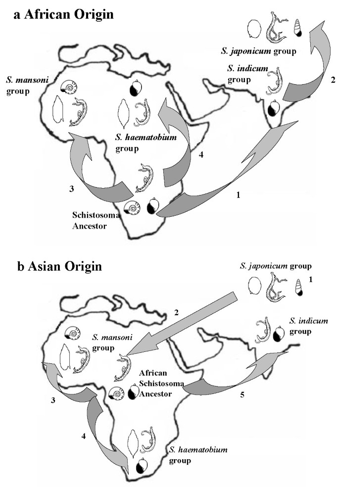 Schistosomiasis urinary bladder,